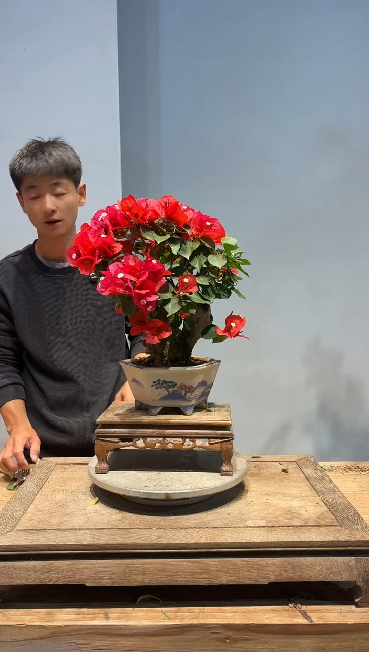 以实际为准三角梅58