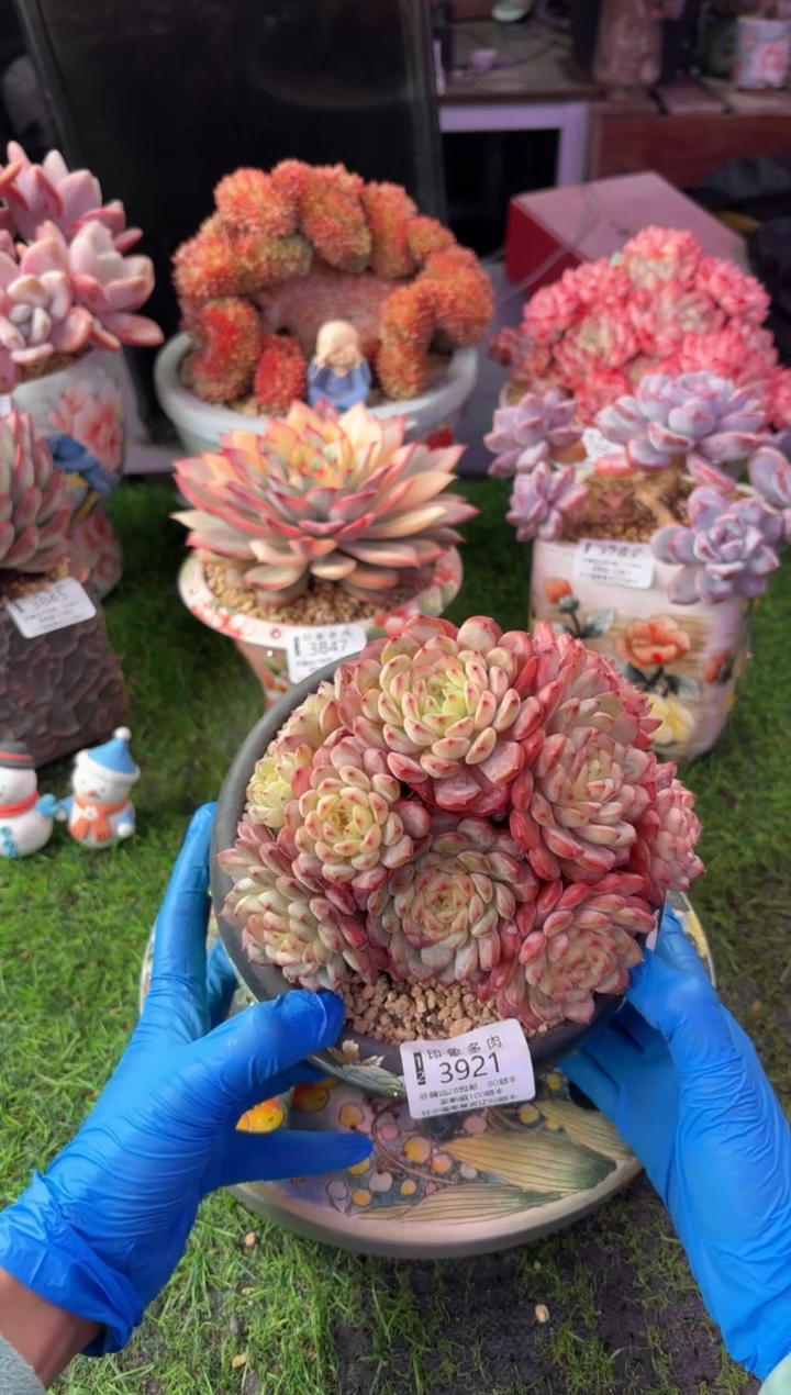 昆明印象多肉3921