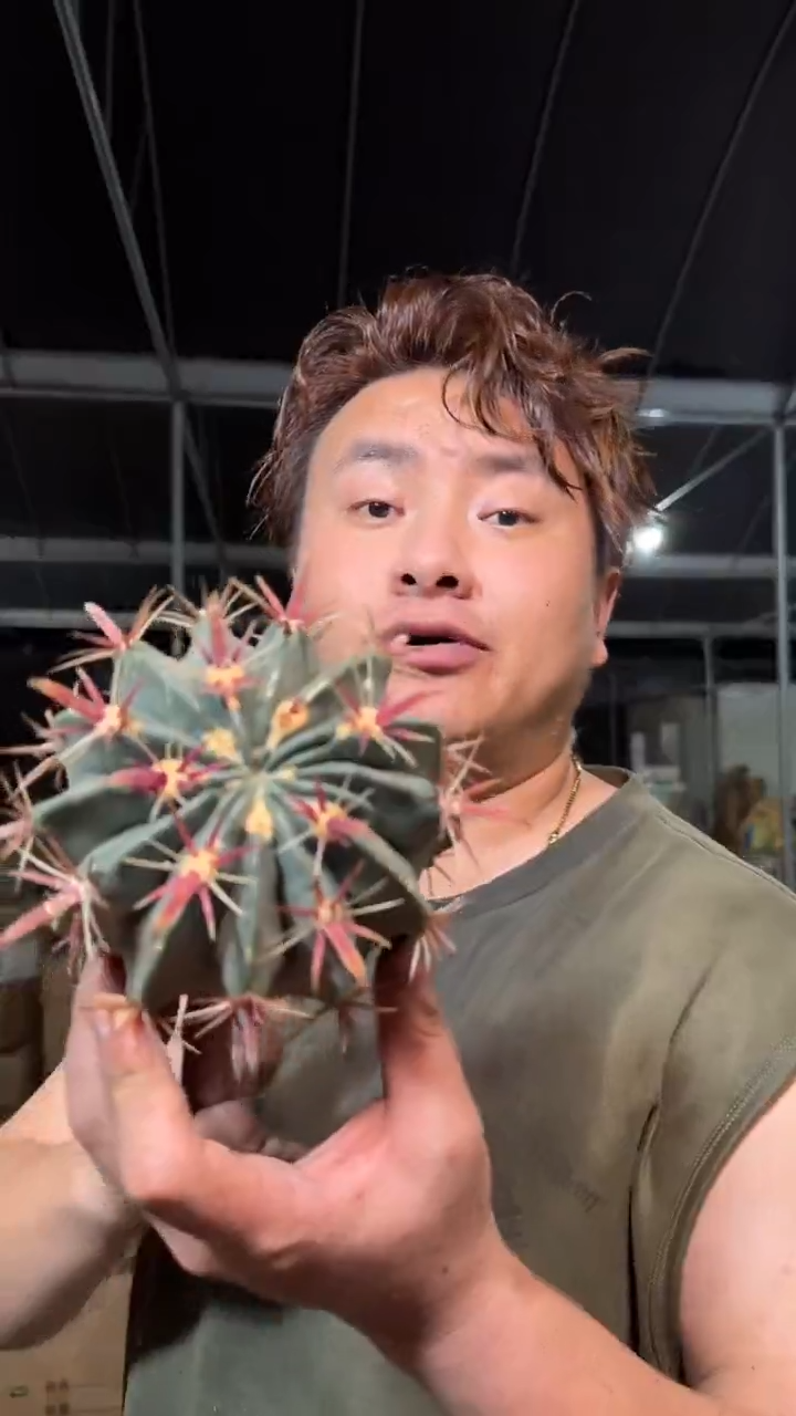 8-10cm 宽刺日出【带根】