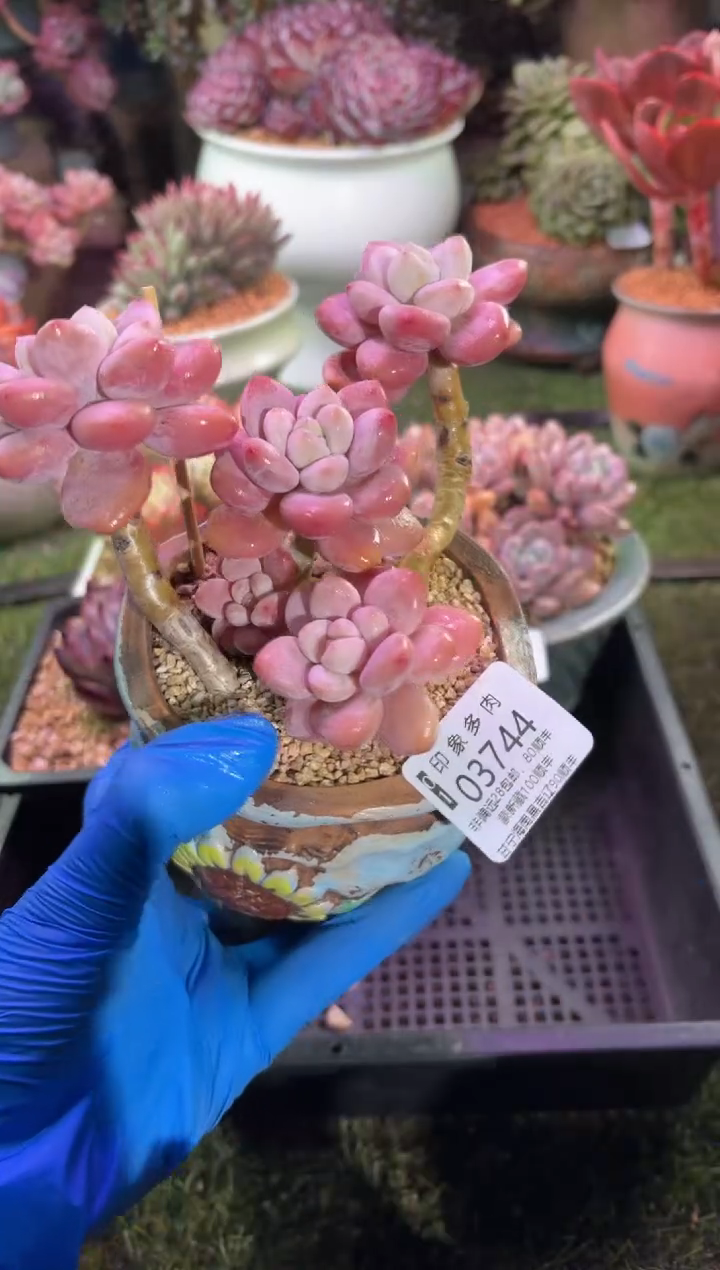 【闪购商品】03744