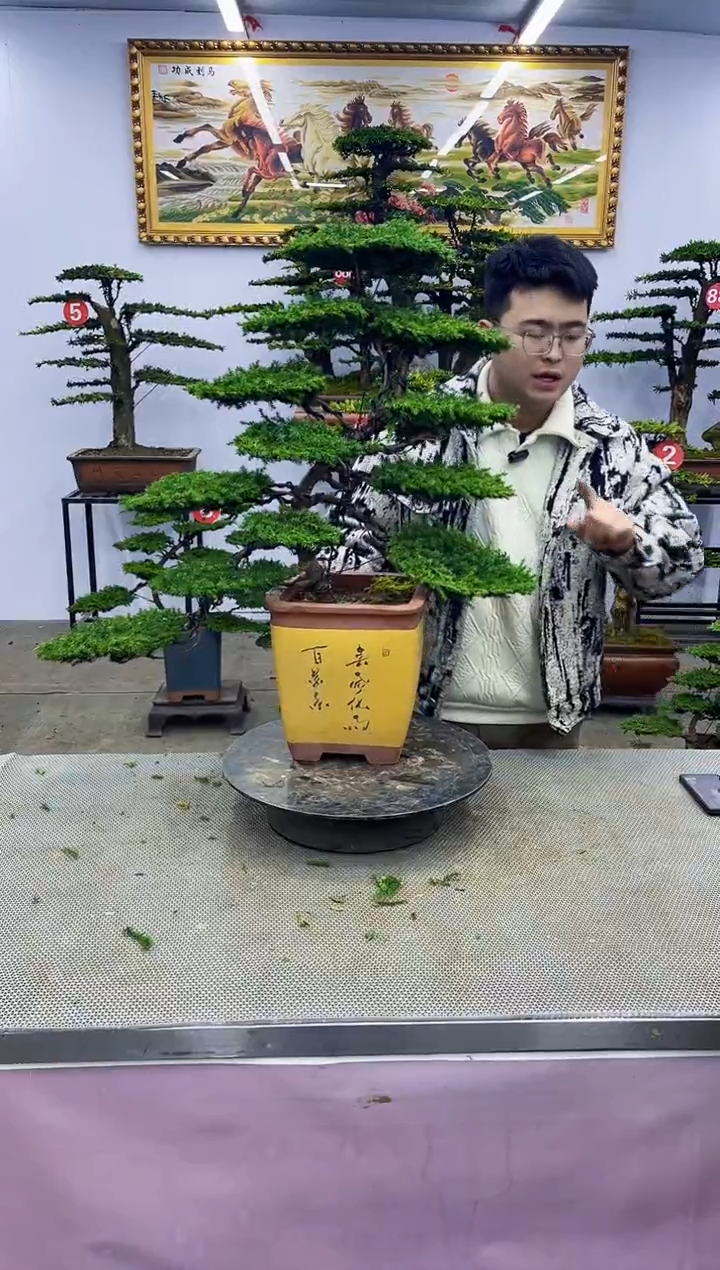 【闪购商品】八斗松/松类活物造型盆景，以直播间截图为啊啊啊