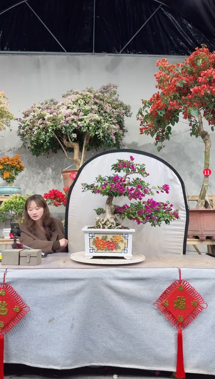 【闪购商品】盆景小叶紫