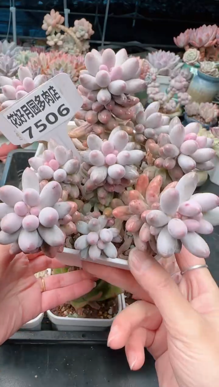 【闪购商品】7506.