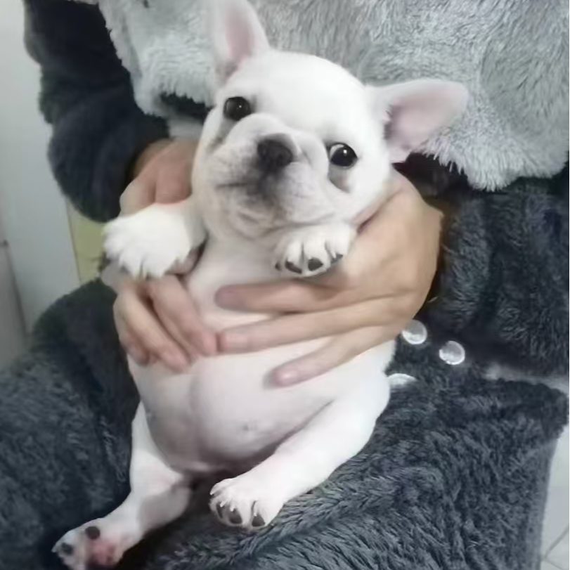 （邻家二姐 ）T狗狗活体