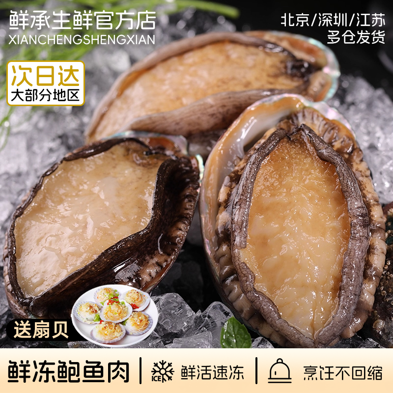 鲜冻海捕大号鲍鱼 5-6厘米规格 氮锁鲜鲍鱼300g-900g可选海鲜水产