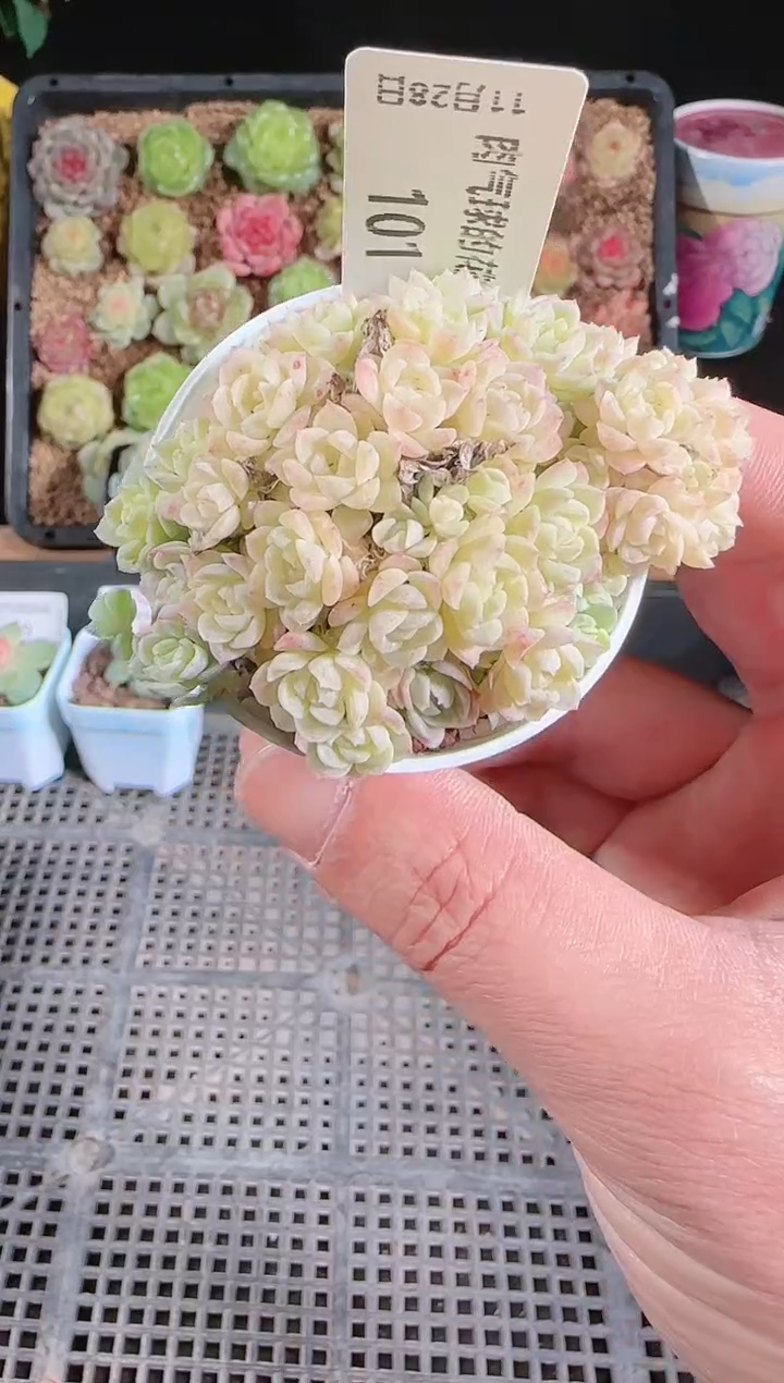 多肉1128-101群生不包整