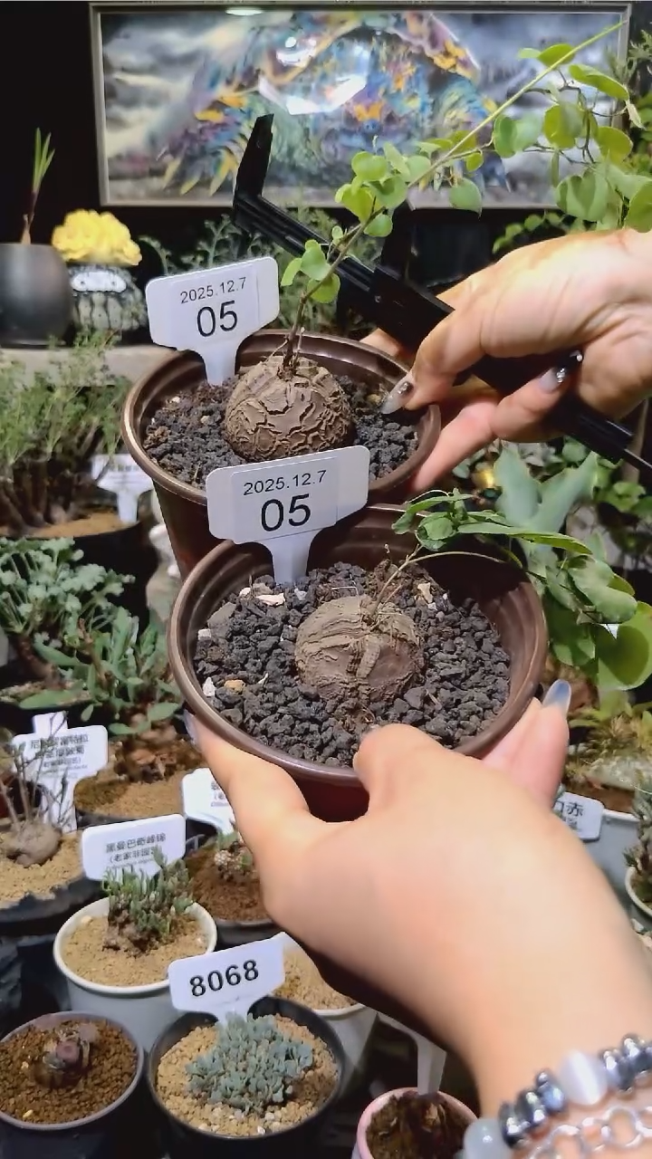 5号1207福利植物南非龟甲龙买一送一