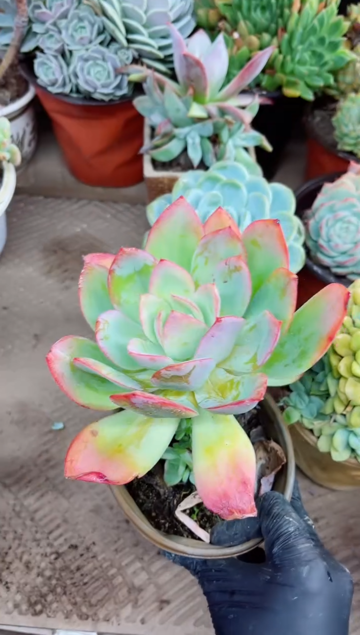 吖*21032多肉植物一物一拍