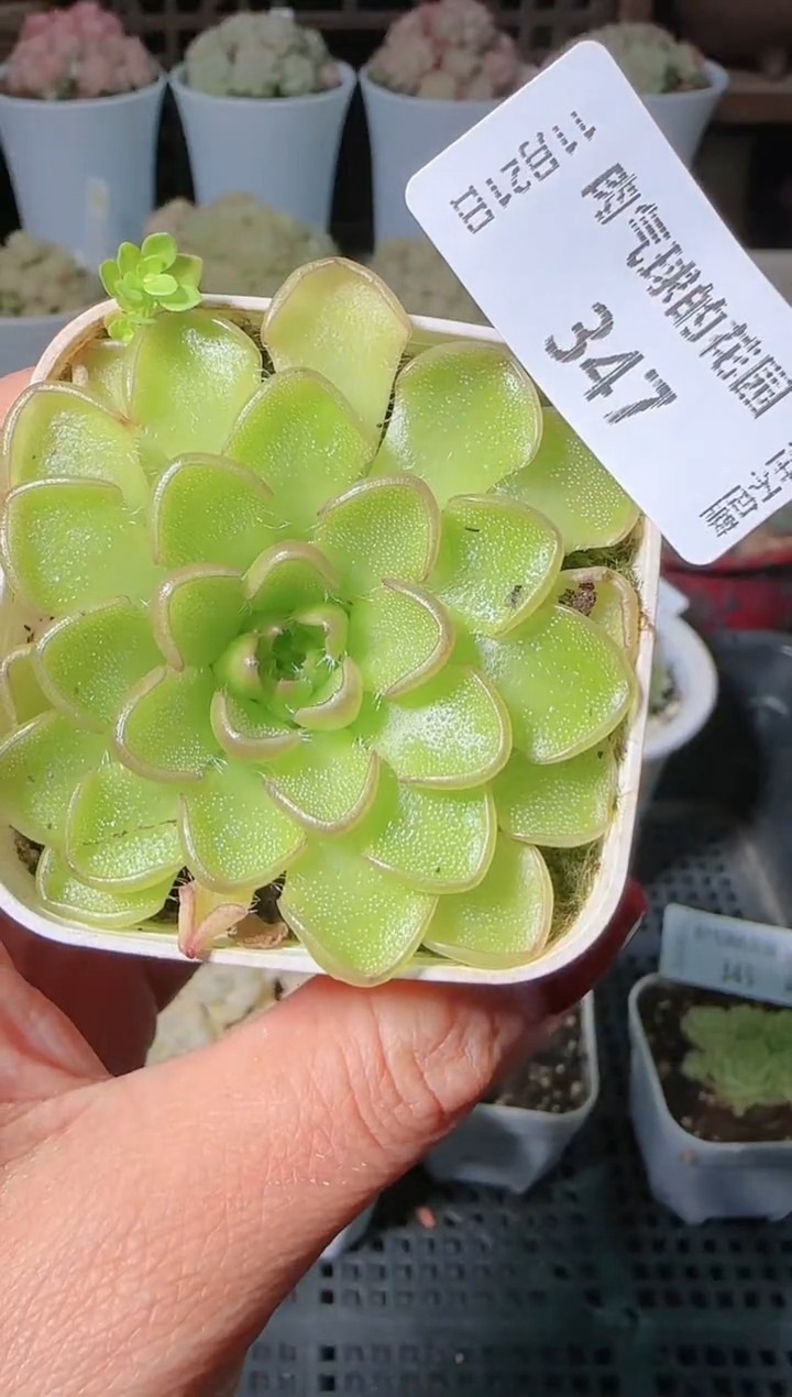 1121-347近藤群生不包整