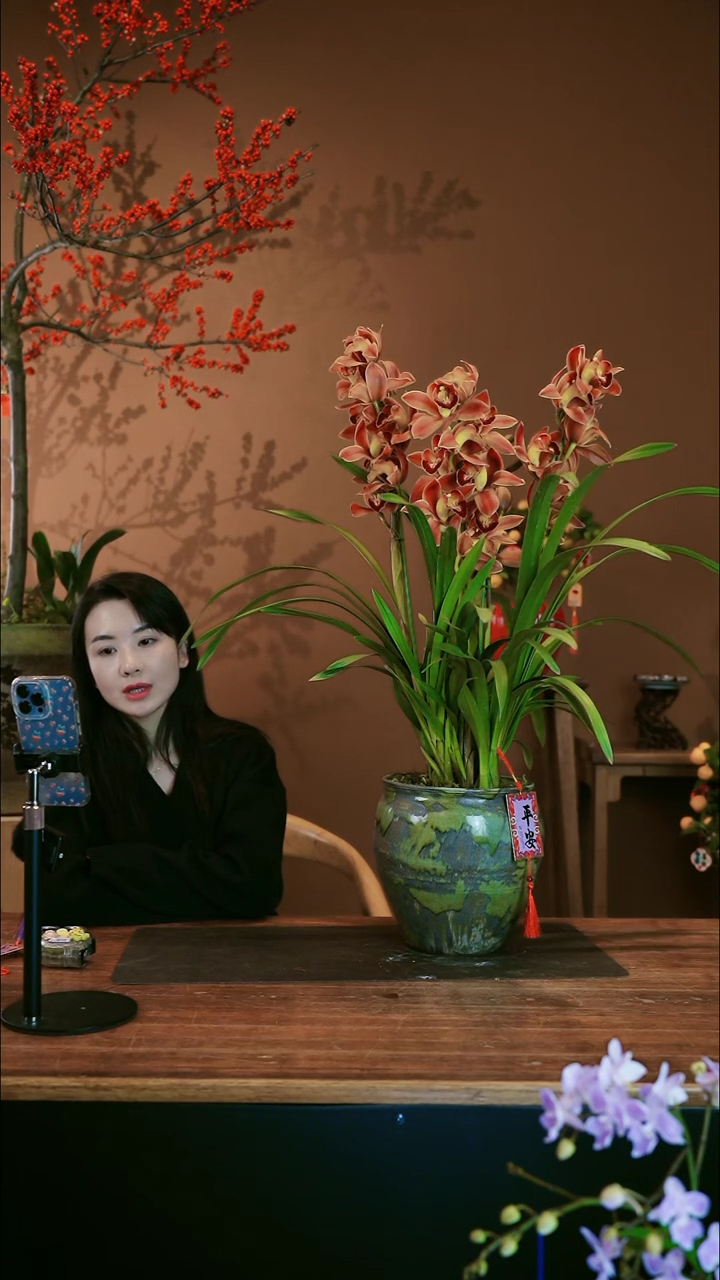 【闪购商品】盆景麒麟蕙兰
