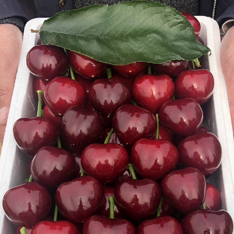【顺丰次日达】山东美早大樱桃新鲜现摘脆甜多汁顺丰包邮5斤JJ美早樱桃