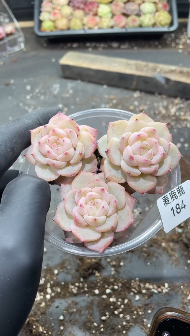 184欧若拉       量拍