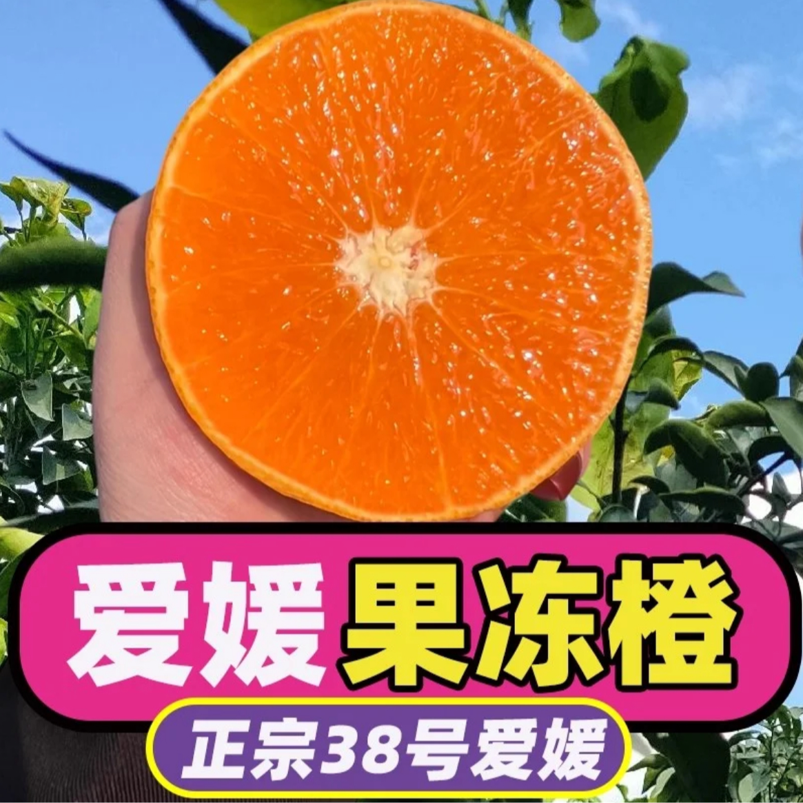 【现摘先发】四川爱媛38号果冻橙新鲜现摘爆甜多汁无籽无渣水果