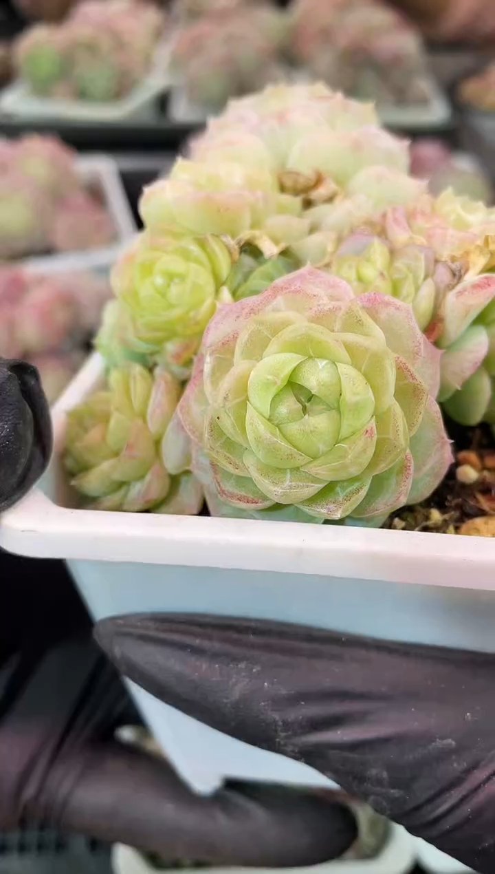 闪购2152  BF系列紫体多肉一颗   