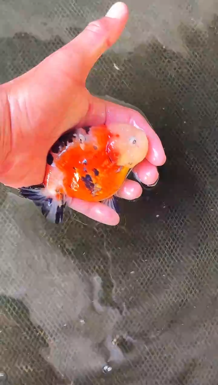 金鱼用****0水娃娃观赏鱼兰寿金鱼  不包邮