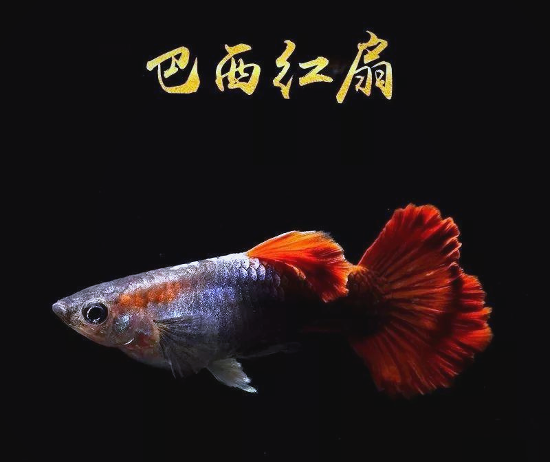 （七彩蕾丝）孔雀鱼小型热带观赏鱼纯种好养耐活适合新手养殖