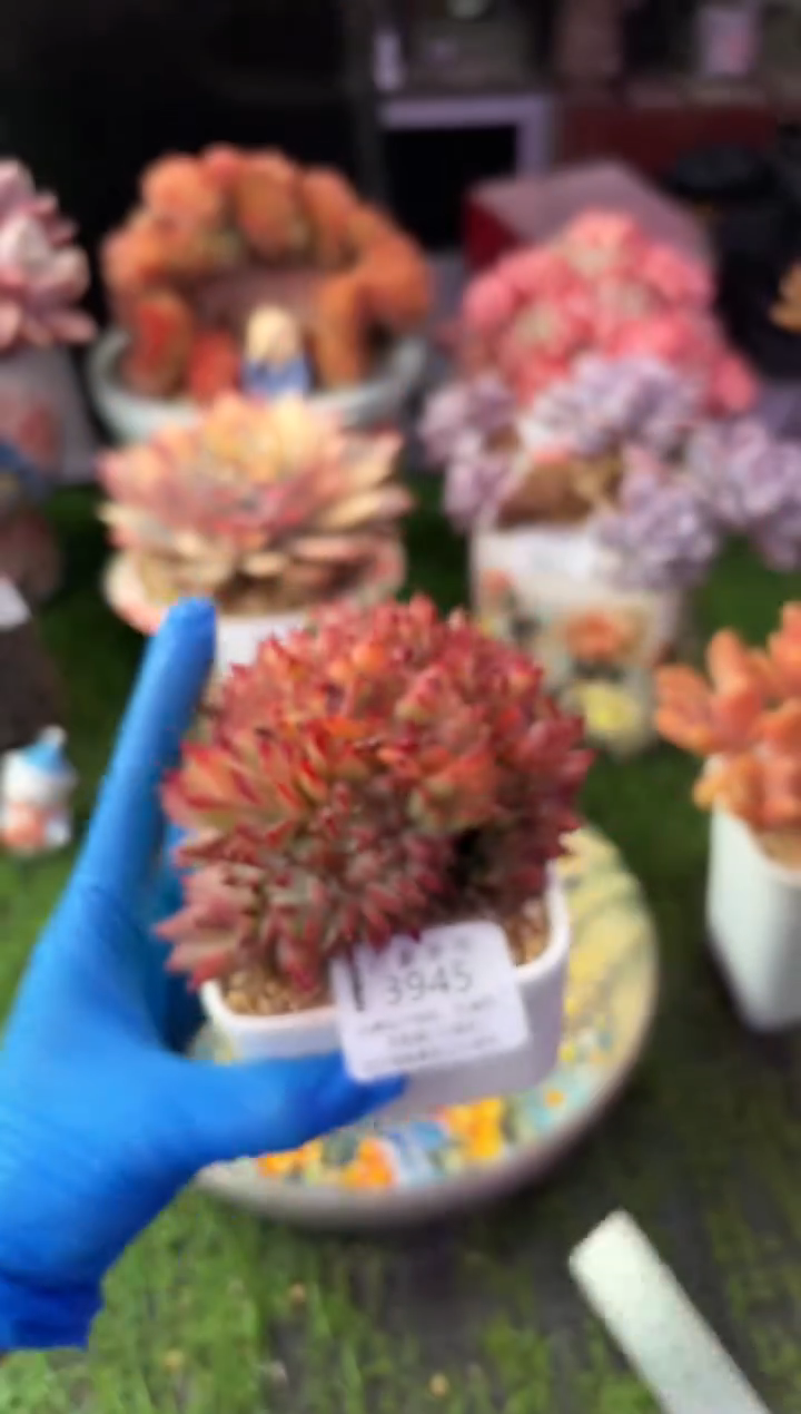 昆明印象多肉3945