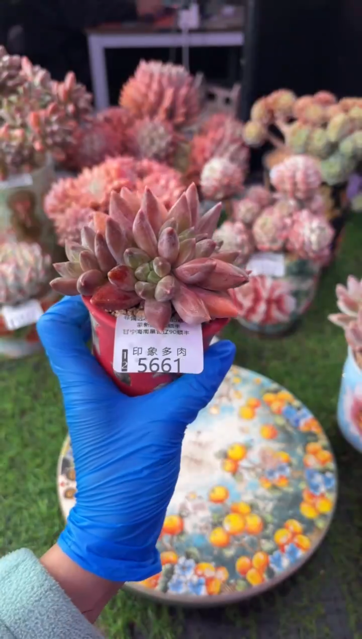 昆明印象多肉5661