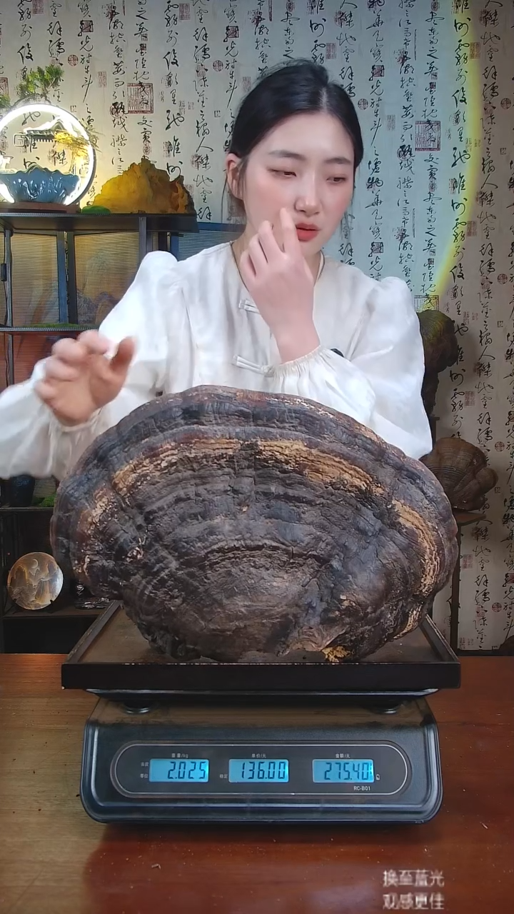 红缘拟层孔菌中国大陆【藏区 野生】红缘树舌（4.05斤）50-60年份