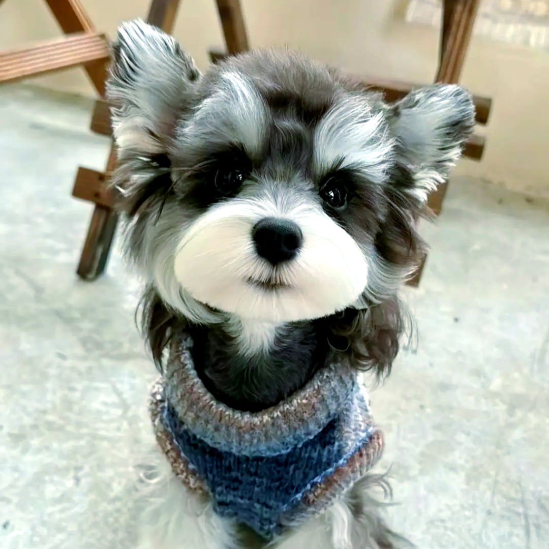 【乖萌雪纳瑞】狗狗活体