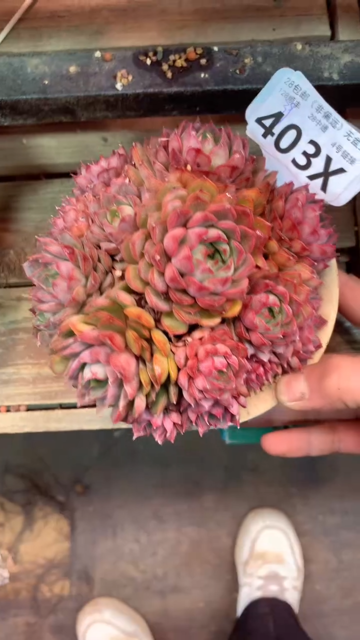 403X（一物一拍，精品多肉，w所见即所得 ）