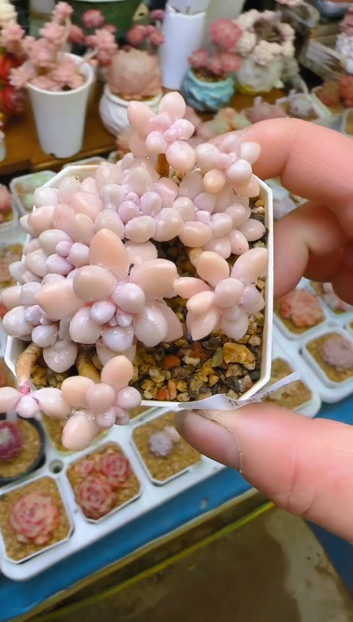 【闪购商品】喜—211—仙农（小爱）