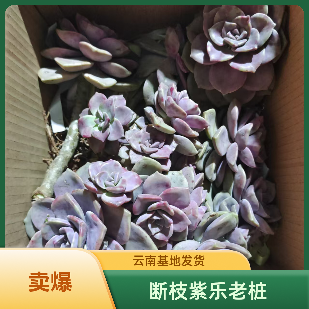老桩紫乐断枝箱装，包邮不售后，云南昆明基地直发，基地清货价