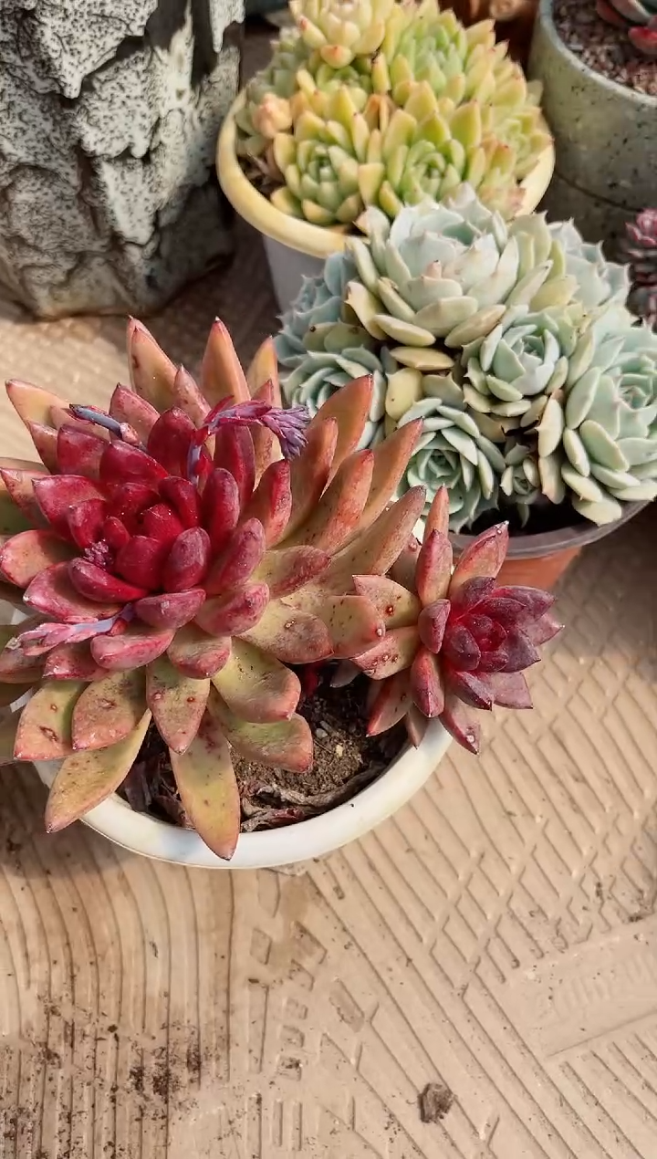 【闪购商品】02539