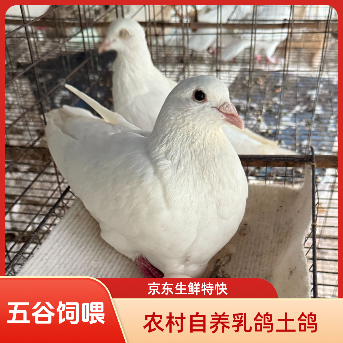 四川农家自养乳鸽土鸽  五谷喂养 新鲜现杀现发  京东空运包邮