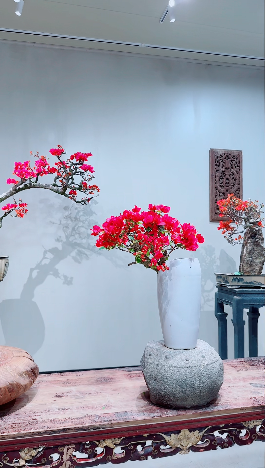 【闪购商品】盆景尤加利红