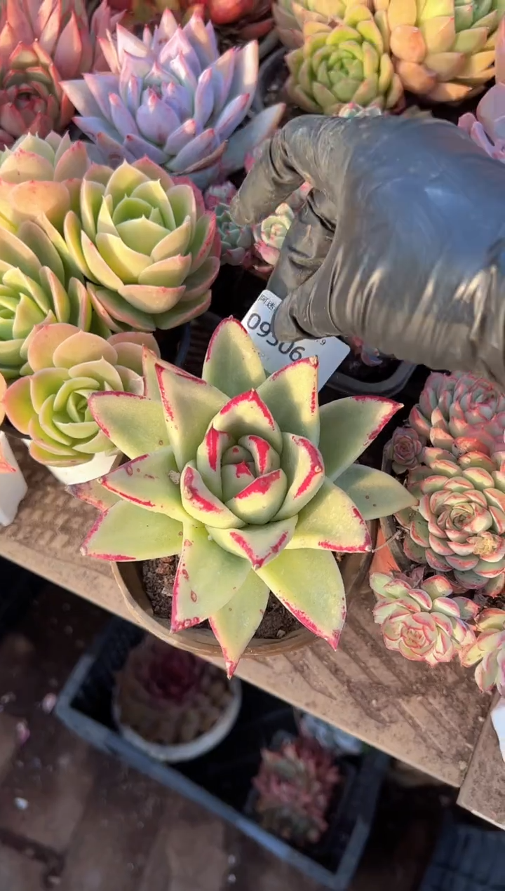 y**?多肉植物一物一拍09306