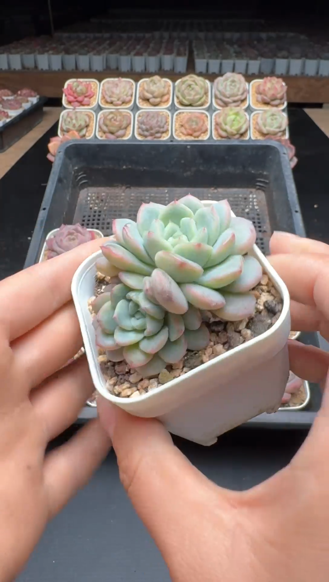 【闪购商品】948号一物一拍珍妮多肉花卉植物3颗起发