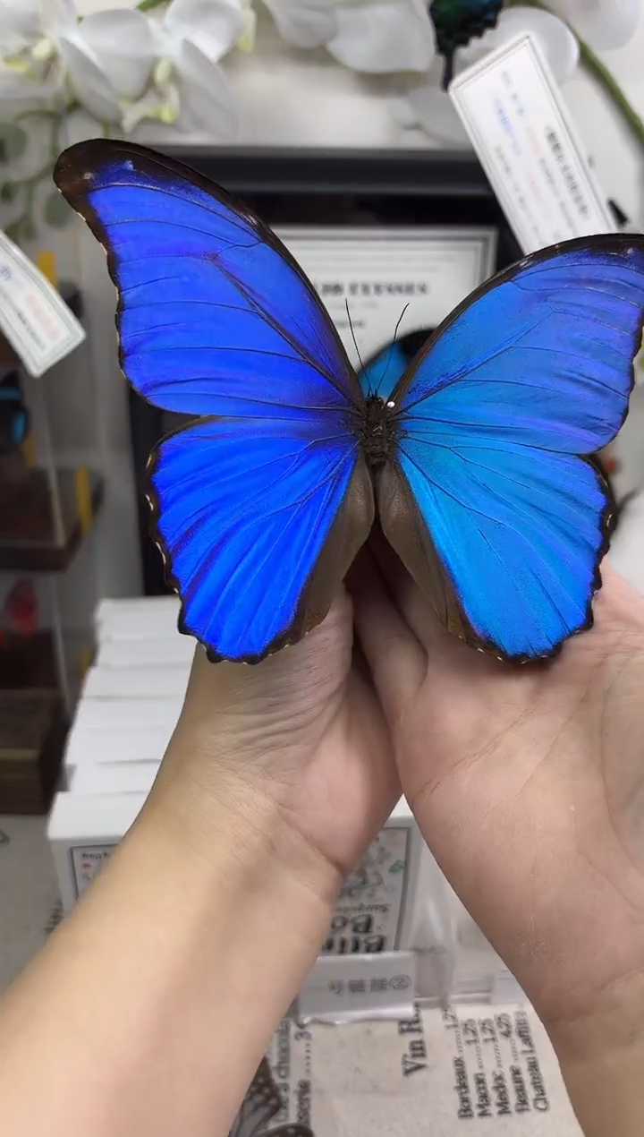 有机玻璃大蓝标本 微瑕