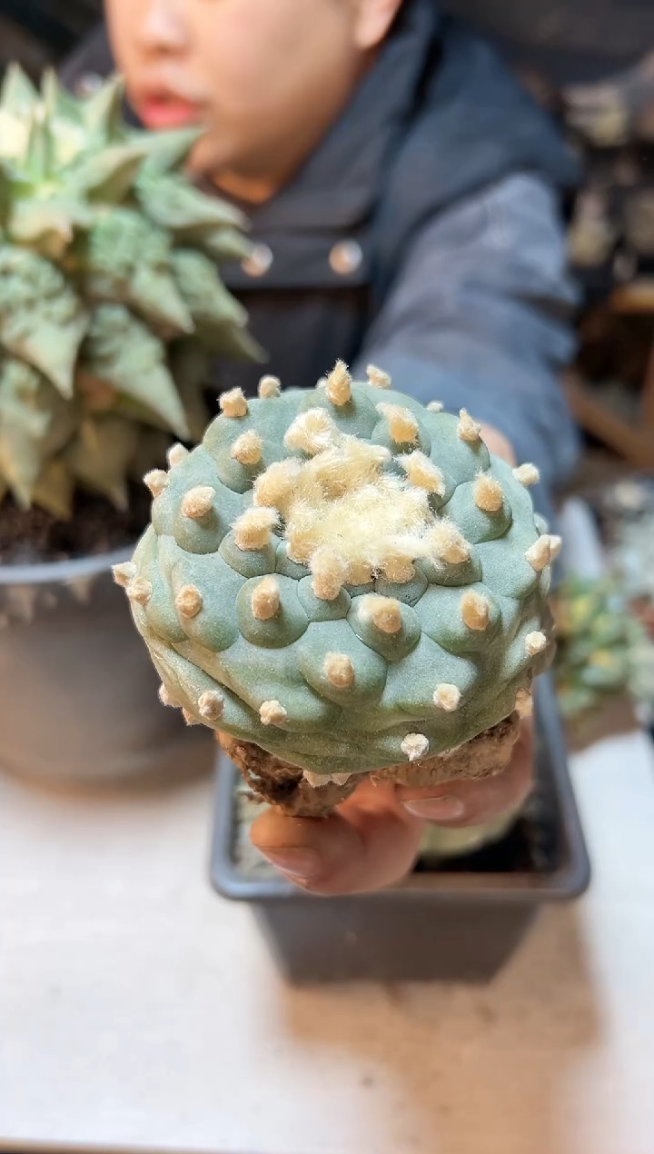 【闪购商品】晚12号实生佛头银7.8公分