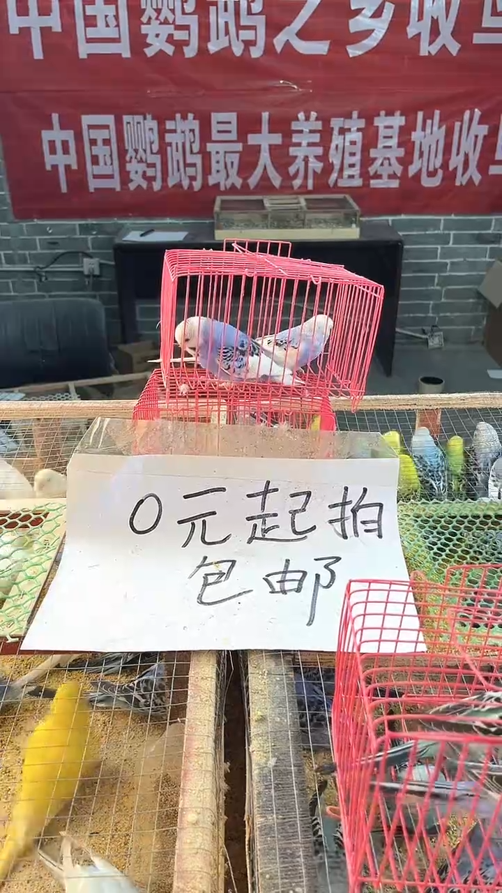 虎皮鹦鹉虎皮鹦鹉