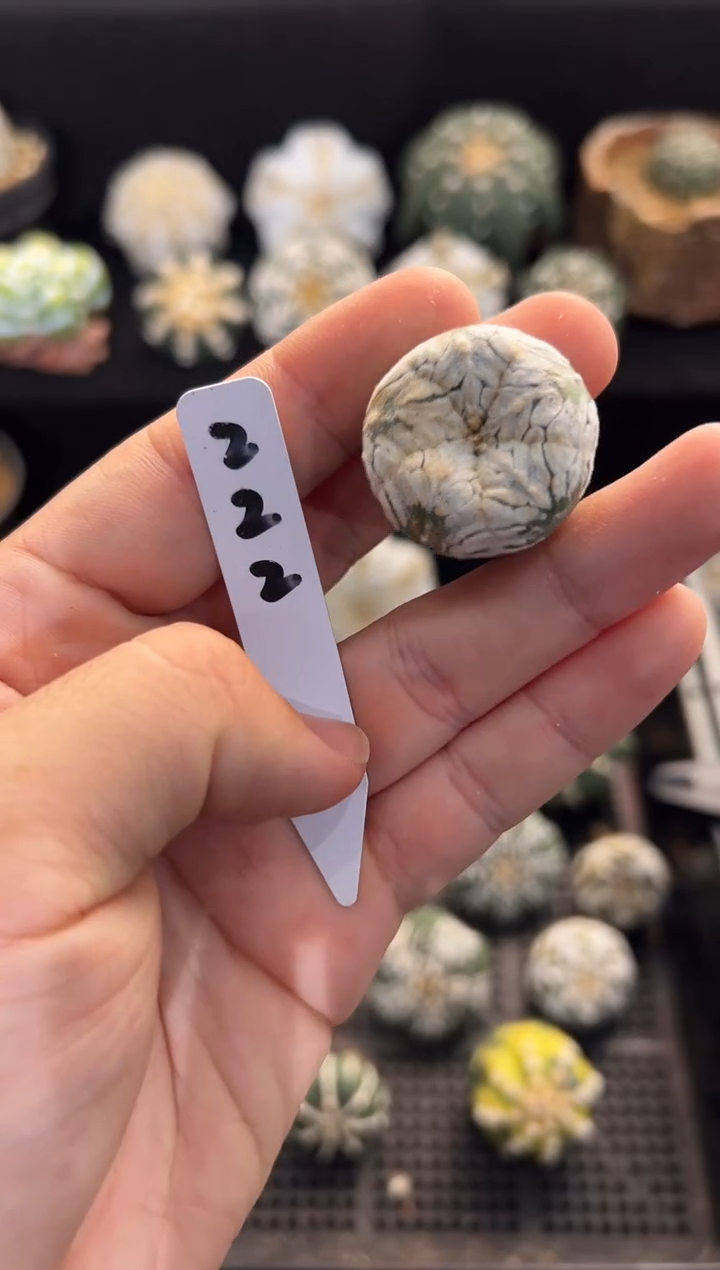 五棱宽V不含盆土实生带老皮编码222