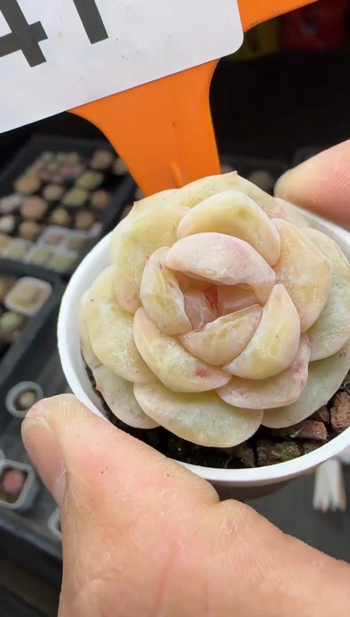 【闪购商品】一物一拍0217—41