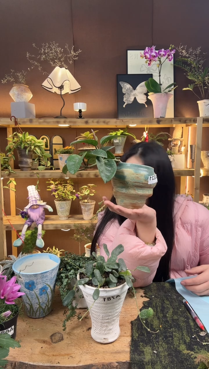 无花朵某**静221克林顿加盆一套 