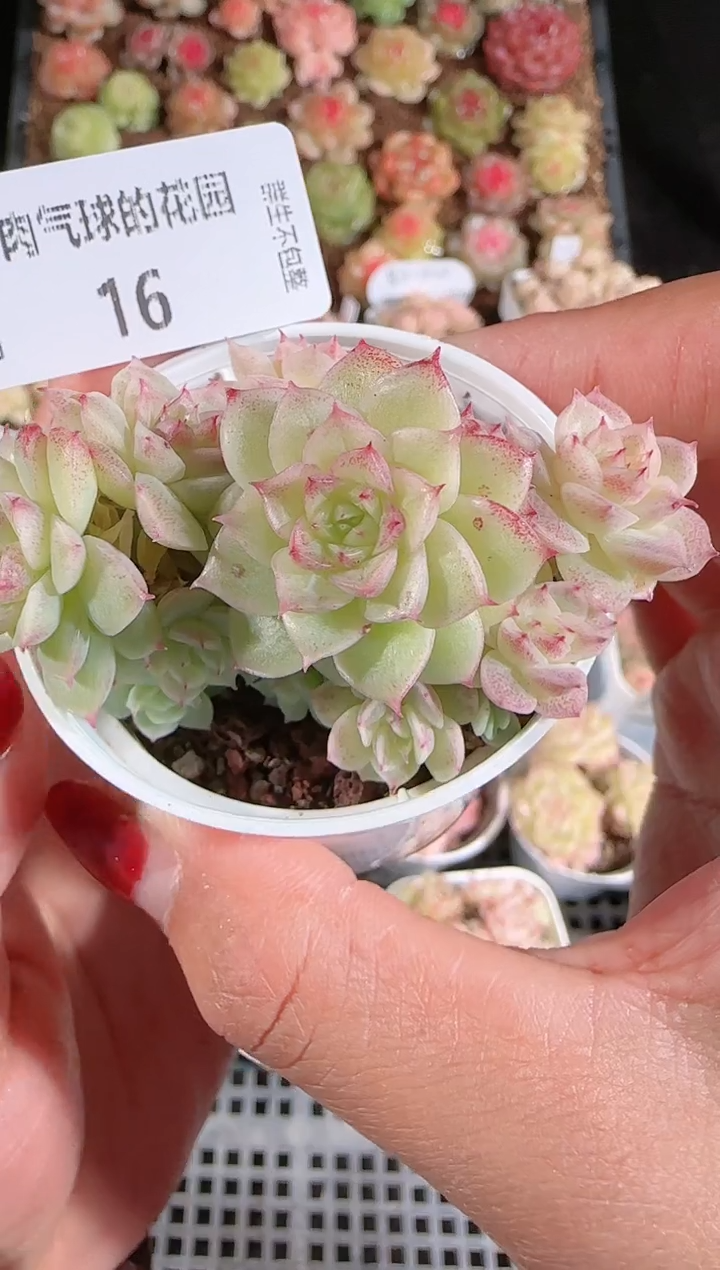 1209-16多肉群生不包整