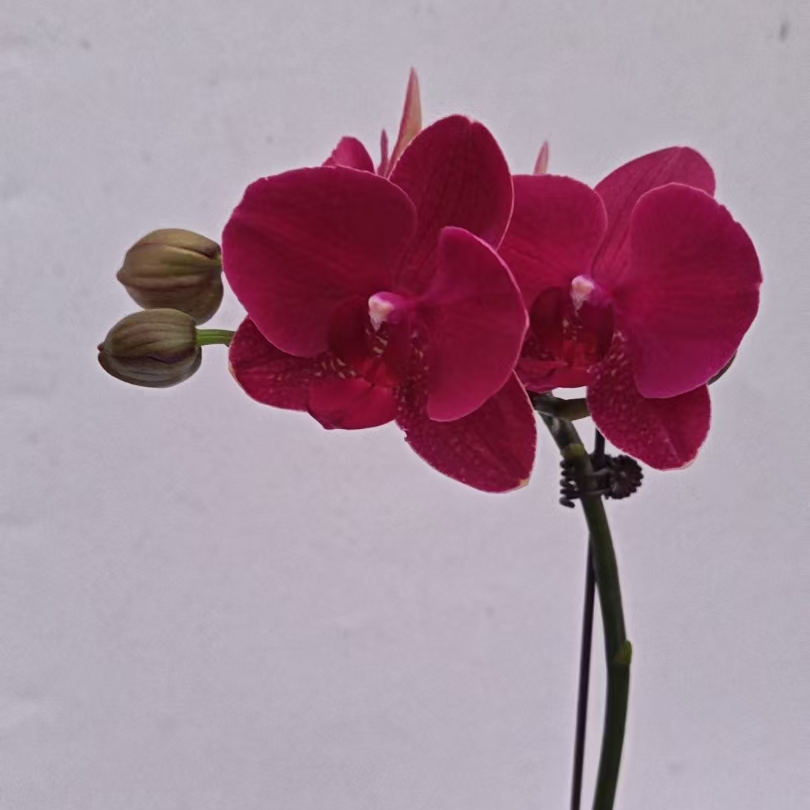 【蒙特勒】单剑 花苞少花量少 馨艺蝴蝶兰 (叶片开裂为正常现象）