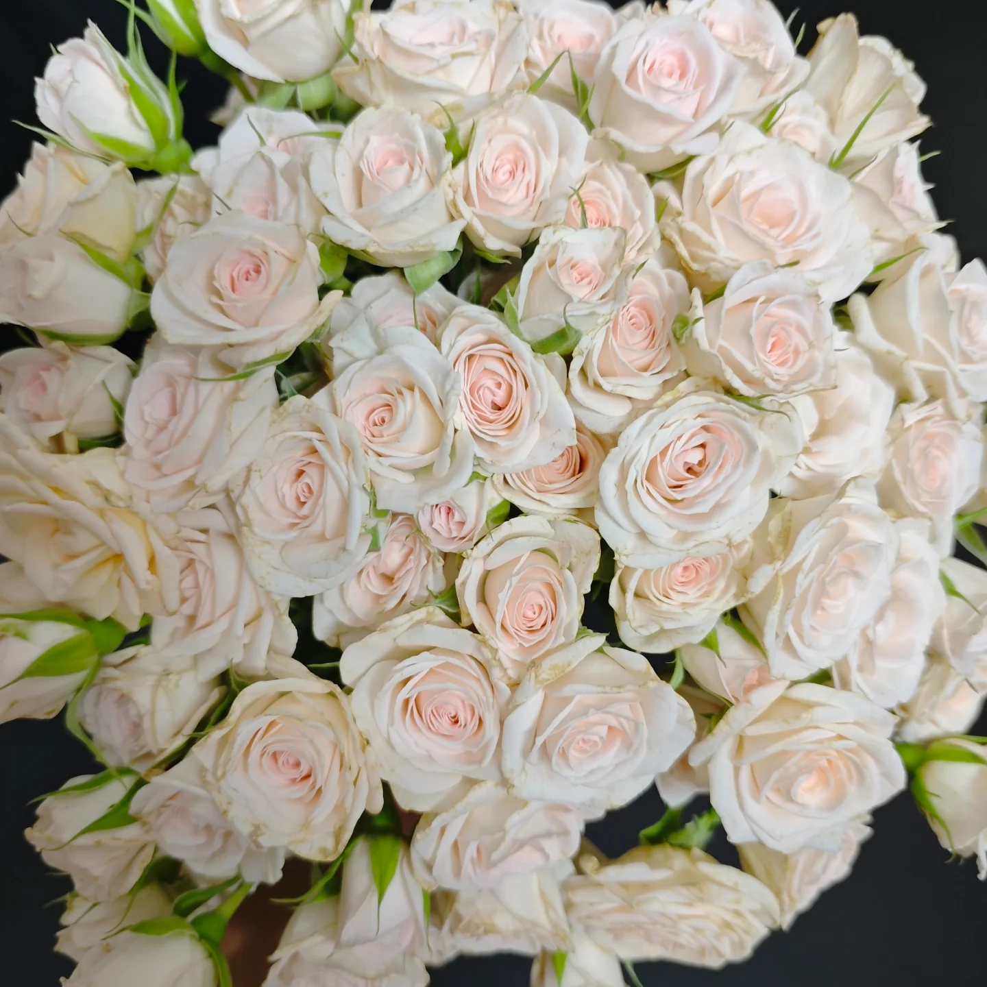 【买一送一】小头婚礼进行曲泡泡10支 多头玫瑰 云南基地鲜花  