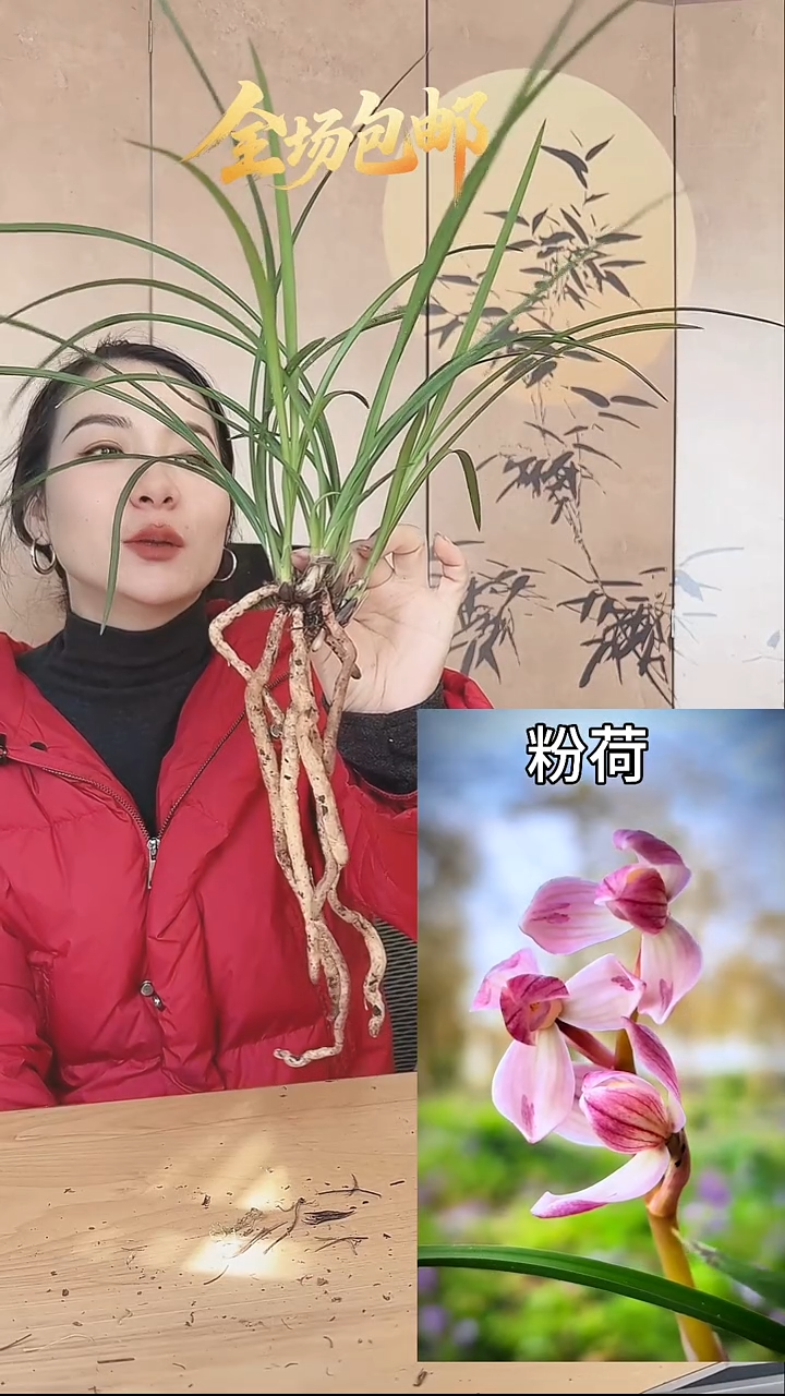 当前无花栽培后可以开花：粉荷