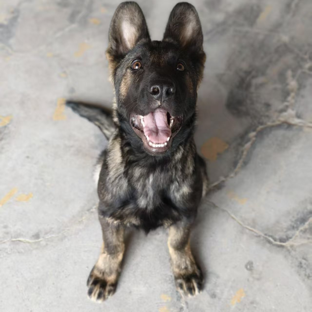 【小胖爱养狗】东德（一物一拍）家庭宠物狗狗幼犬