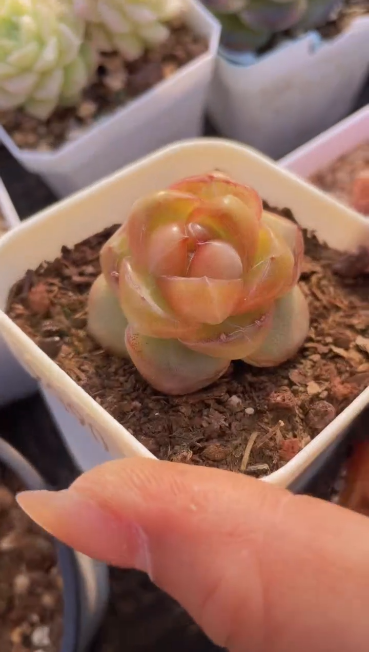 【闪购商品】133油爆多肉