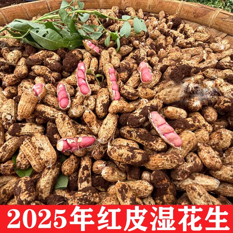 2025新鲜现挖带壳带泥红皮花生可水煮农家自种营养美味露天种植