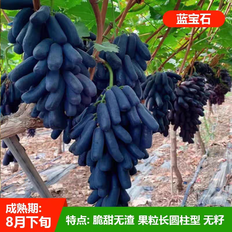 优质葡萄树苗新品种盆栽地栽阳台庭院南北方种植