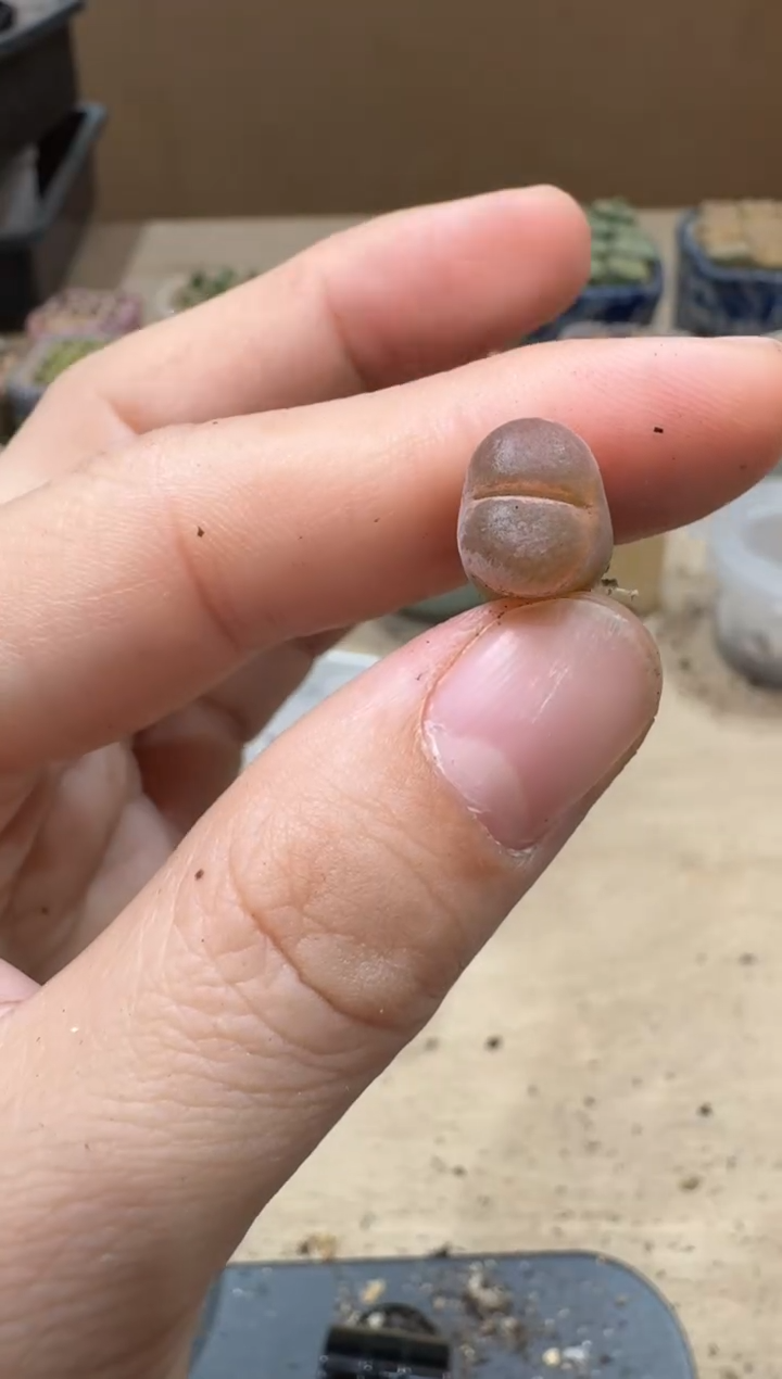 13-154多肉植物肉锥