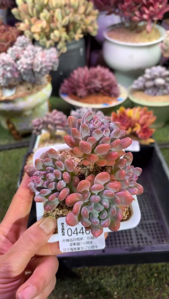 【闪购商品】04468