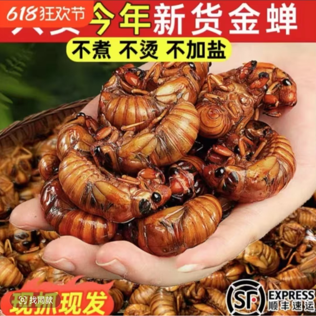 【新货顺丰包邮】新鲜爬叉知了猴爬叉新鲜金蝉活体冷冻发货