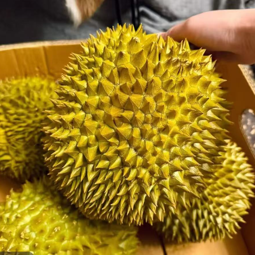 【精选大果】泰国进口自然树熟金枕鲜榴莲甄选香甜软糯顺丰空运包邮7~10斤肉厚核小干包黄肉金枕泰国东部